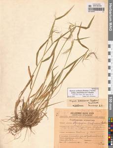 Пырейник смешиваемый (Roshev.) Tzvelev, Сибирь, Чукотка и Камчатка (S7) (Россия)