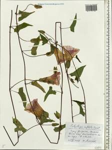 Calystegia sepium subsp. americana (Sims) Brummitt, Восточная Европа, Центральный лесной район (E5) (Россия)