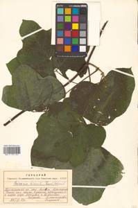 Пуэрария лопастная (Willd.) Maesen & S.M.Almeida ex Sanjappa & Predeep, Сибирь, Дальний Восток (S6) (Россия)