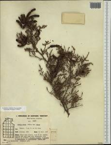 Acacia adoxa Pedley, Австралия и Океания (AUSTR) (Австралия)