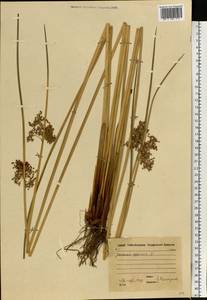 Ситник развесистый L., Восточная Европа, Московская область и Москва (E4a) (Россия)