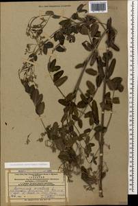 Poacynum sarmatiense (Woodson) Mavrodiev, Laktionov & Yu. E. Alexeev, Кавказ, Азербайджан (K6) (Азербайджан)