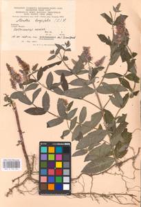 MHA 0 158 384, Мята длиннолистная (L.) L., Восточная Европа, Западно-Украинский район (E13) (Украина)