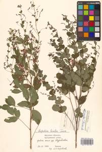 Леспедеца двуцветная Turcz., Сибирь, Дальний Восток (S6) (Россия)