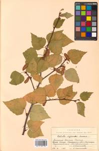 Betula pendula subsp. mandshurica (Regel) Ashburner & McAll., Сибирь, Чукотка и Камчатка (S7) (Россия)