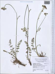 Жабрица заостренная (Schrenk) Pimenov & Sdobnina, Средняя Азия и Казахстан, Северный и Центральный Тянь-Шань (M4) (Киргизия)