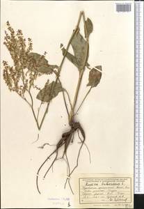 Rumex tuberosus subsp. turcomanicus (Rech. fil.) Rech. fil., Средняя Азия и Казахстан, Копетдаг, Бадхыз, Малый и Большой Балхан (M1) (Туркмения)