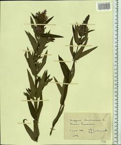 Дербенник иволистный L., Восточная Европа, Белоруссия (E3a) (Белоруссия)