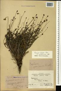 Papaver armeniacum subsp. armeniacum, Кавказ, Азербайджан (K6) (Азербайджан)