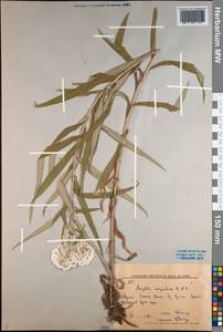 Анафалис жемчужный (L.) Benth., Сибирь, Дальний Восток (S6) (Россия)