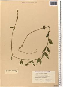 Барвинок травянистый Waldst. & Kit., Кавказ, Грузия (K4) (Грузия)