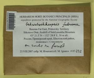 Schwetschkeopsis fabronia (Schwägr.) Broth., Гербарий мохообразных, Мхи - Дальний Восток (без Чукотки и Камчатки) (B20) (Россия)