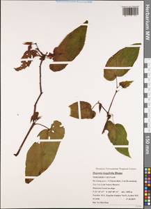 Begonia longifolia Blume, Зарубежная Азия (ASIA) (Вьетнам)