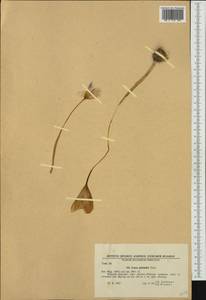 Crocus pulchellus Herb., Западная Европа (EUR) (Болгария)