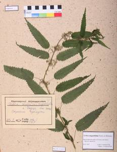 Urtica dioica var. holosericea Fr., Сибирь, Центральная Сибирь (S3) (Россия)