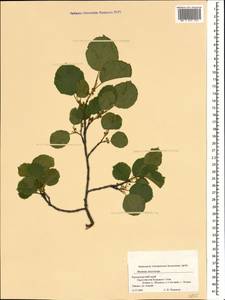 Atadinus microcarpus (Boiss.) Hauenschild, Кавказ, Краснодарский край и Адыгея (K1a) (Россия)
