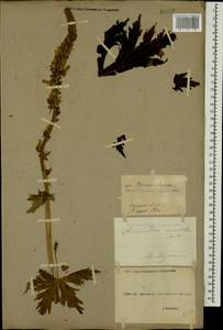 Борец восточный Mill., Кавказ, Грузия (K4) (Грузия)