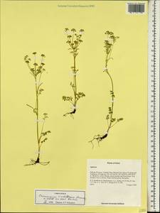 Chamaesium viridiflorum (Franch.) H. Wolff ex Shan, Зарубежная Азия (ASIA) (КНР)