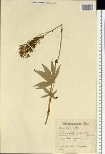 Filipendula digitata (Willd.) Bergmans, Сибирь, Прибайкалье и Забайкалье (S4) (Россия)