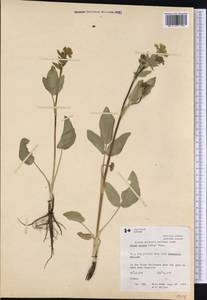 Zizia aptera (A. Gray) Fern., Америка (AMER) (Канада)