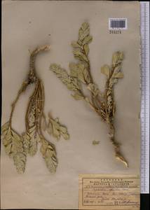 Euphorbia spinidens Bornm. ex Prokh., Средняя Азия и Казахстан, Памир и Памиро-Алай (M2) (Узбекистан)