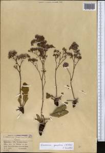 Limonium gmelini (Willd.) Kuntze, Средняя Азия и Казахстан, Северный и Центральный Казахстан (M10) (Казахстан)