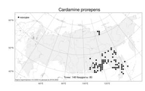 Cardamine prorepens, Сердечник ползучий Fisch., Атлас флоры России (FLORUS) (Россия)