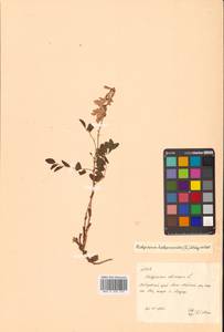 Копеечник копеечниковый (L.) Schinz & Thell., Сибирь, Дальний Восток (S6) (Россия)