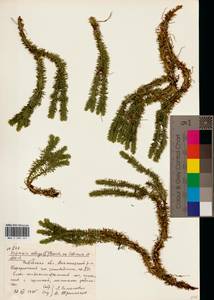 Баранец обыкновенный (L.) Bernh., Восточная Европа, Белоруссия (E3a) (Белоруссия)