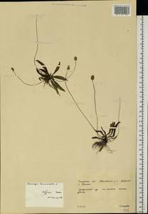 Подорожник ланцетный, Подорожник ланцетолистный L., Восточная Европа, Западно-Украинский район (E13) (Украина)