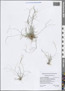 Aristida adscensionis L., Зарубежная Азия (ASIA) (Йемен)