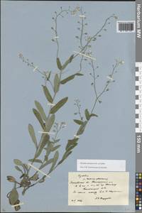 Незабудка лесная Ehrh. ex Hoffm., Восточная Европа, Московская область и Москва (E4a) (Россия)