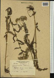 Тысячелистник обыкновенный L., Сибирь, Дальний Восток (S6) (Россия)