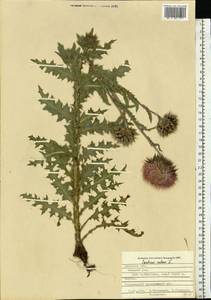 Чертополох поникший L., Восточная Европа, Центральный лесостепной район (E6) (Россия)