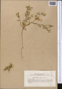 Oligochaeta minima (Boiss.) Briq., Средняя Азия и Казахстан, Сырдарьинские пустыни и Кызылкумы (M7) (Узбекистан)
