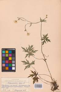 Лютик едкий L., Восточная Европа, Северо-Западный район (E2) (Россия)