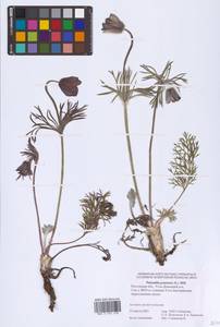 Прострел луговой (L.) Mill., Восточная Европа, Ростовская область (E12a) (Россия)