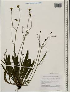 Scorzoneroides autumnalis subsp. autumnalis, Восточная Европа, Центральный лесной район (E5) (Россия)