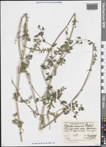 Подмаренник распростертый M.Bieb., Средняя Азия и Казахстан, Памир и Памиро-Алай (M2) (Узбекистан)