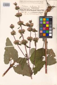 MHA 0 154 173, Зопничек клубненосный (L.) Moench, Восточная Европа, Нижневолжский район (E9) (Россия)