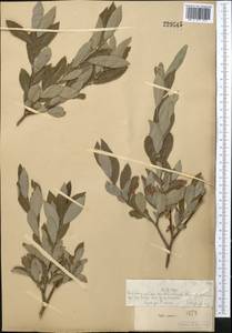 Ива пепельно-серая L., Средняя Азия и Казахстан, Муюнкумы, Прибалхашье и Бетпак-Дала (M9) (Казахстан)