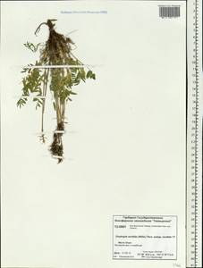 Остролодочник грязноватый (Willd.) Pers., Сибирь, Центральная Сибирь (S3) (Россия)