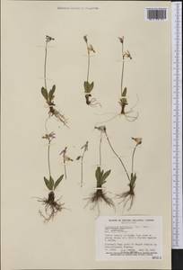 Dodecatheon pulchellum (Raf.) Merr., Америка (AMER) (Канада)