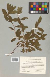 Спирея иволистная, Таволга иволистная L., Сибирь, Дальний Восток (S6) (Россия)
