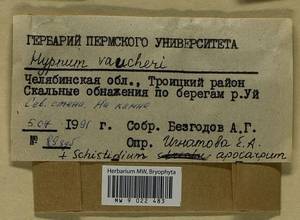 Schistidium apocarpum (Hedw.) Bruch & Schimp., Гербарий мохообразных, Мхи - Башкортостан, Челябинская и Оренбургская области (B14) (Россия)