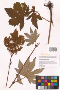 Filipendula digitata (Willd.) Bergmans, Сибирь, Дальний Восток (S6) (Россия)