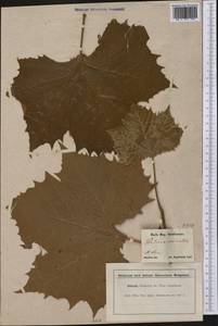 Platanus occidentalis L., Америка (AMER) (США)