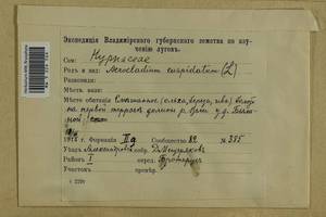 Calliergonella cuspidata (Hedw.) Loeske, Гербарий мохообразных, Мхи - Москва и Московская область (B6a) (Россия)