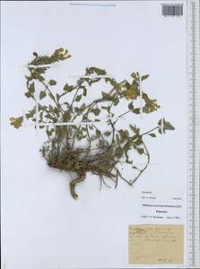 Шлемник, Средняя Азия и Казахстан, Западный Тянь-Шань и Каратау (M3) (Киргизия)