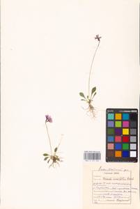 Первоцвет клинолистный Ledeb., Сибирь, Дальний Восток (S6) (Россия)